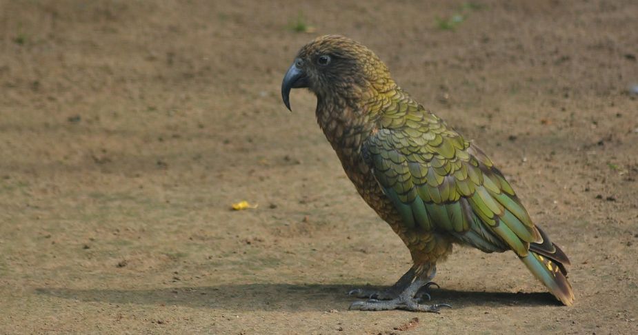 a single kea bird