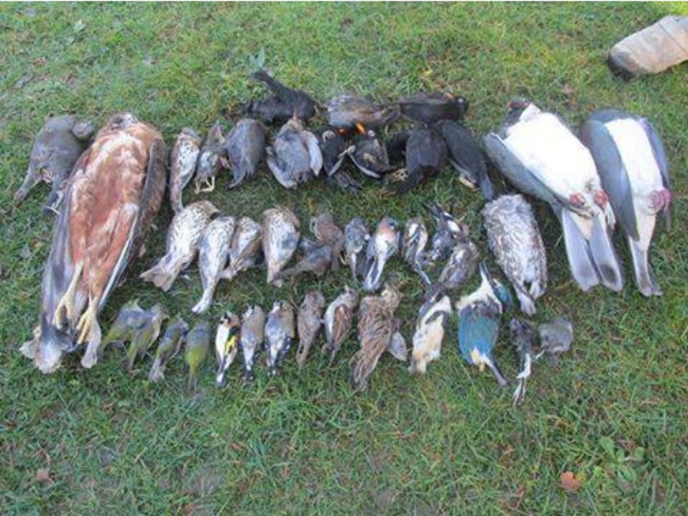 Multiple Dead Birds by Jim Hilton