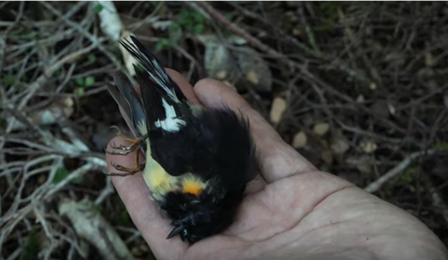 Tom Tit in hand by Clyde Graf